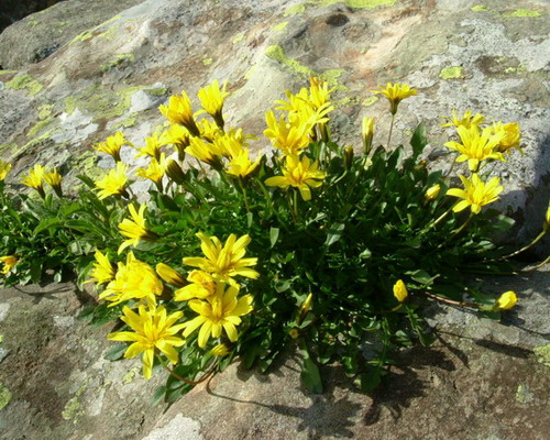 fiori che non conosco - Asteracea